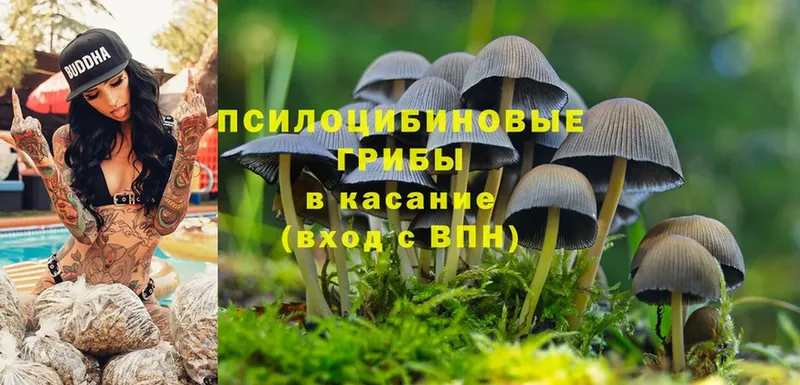 Галлюциногенные грибы Psilocybine cubensis  Кинель 